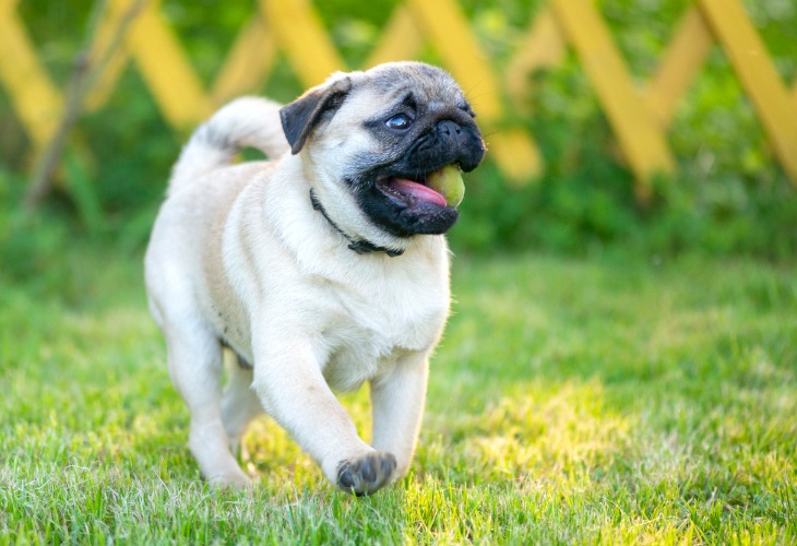 Happy Pug playing with ball on grass