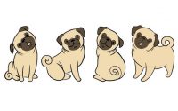 how-to-draw-a-pug