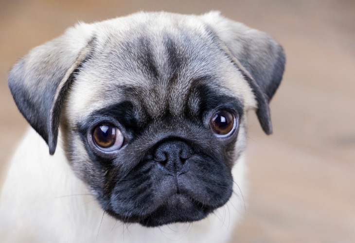 Zoom on Pug puppy's face and puppy dog eyes