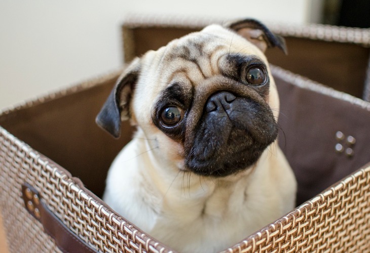 Pug sitting in basket