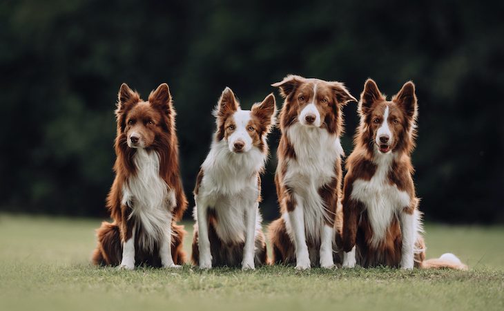Four brown and white Border Collies sitting together in a park