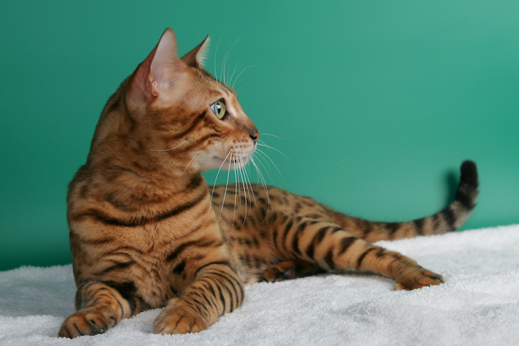 Bengal cat laying looking aside