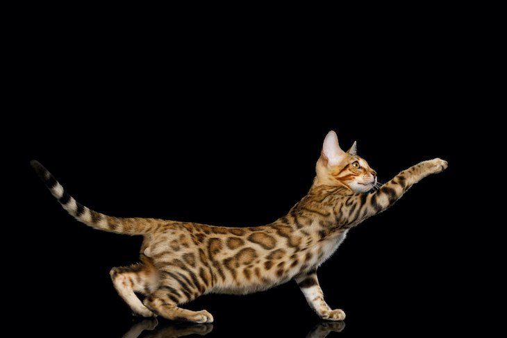 Playful Bengal kitten against black background