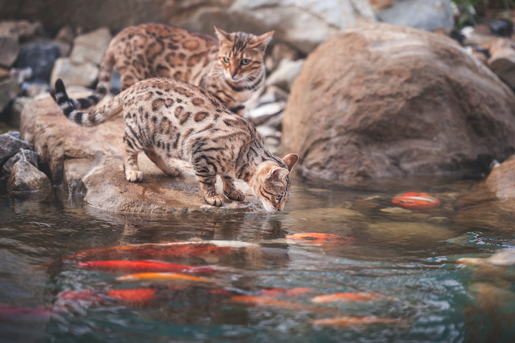 Bengal cats at pond with koi fish