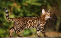 Bengal cat medium-large cat breed