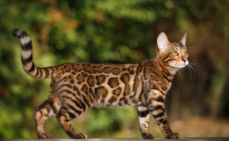 Bengal cat medium-large cat breed