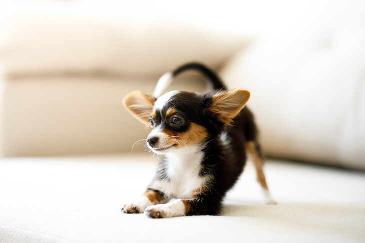 Black, tan and white Chihuahua puppy in downward dog