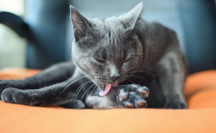 Cat licking paw