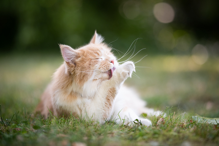 Ginger and white cat licking paw in grass