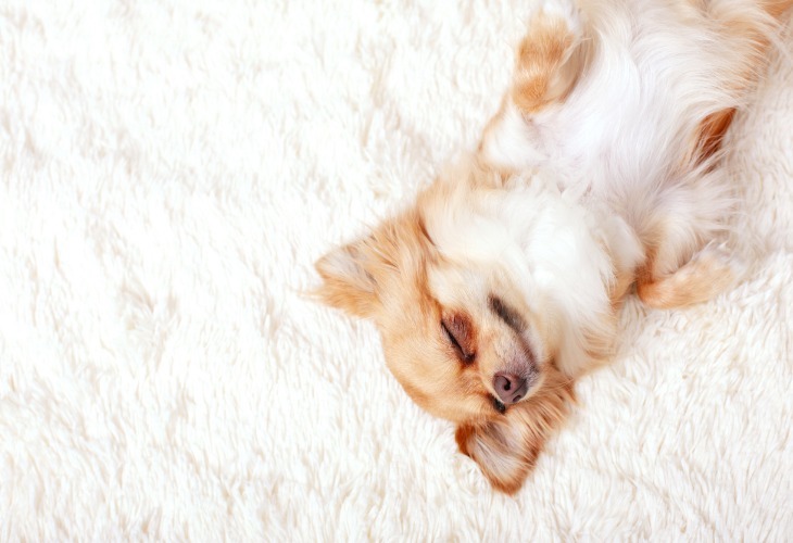 A long haired Chihuahua sleeping on back 