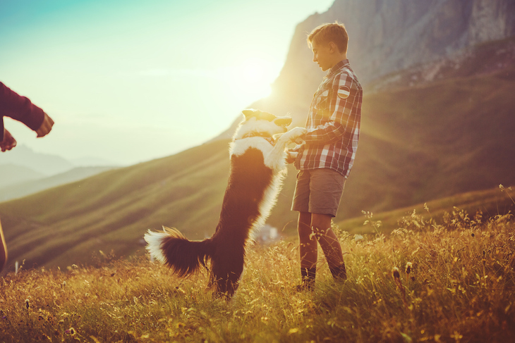 Border Collie playing with boy on sunny mountainside