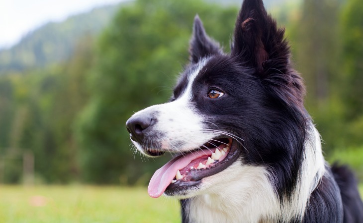 Close-up of Border Collie head with mouth open and tongue out