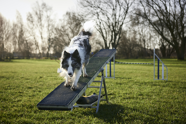 Border Collie climbing down ramp in field