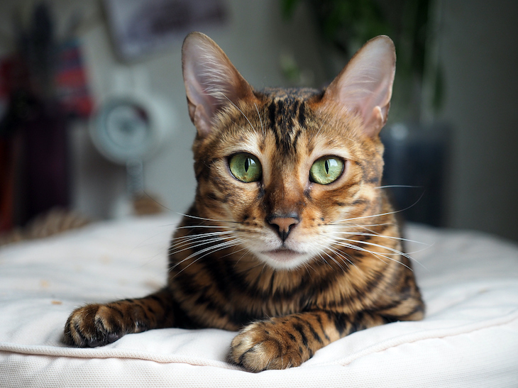 Bengal cat looking directly at camera with intelligence