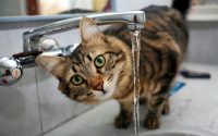 Cat drinking from kitchen tap