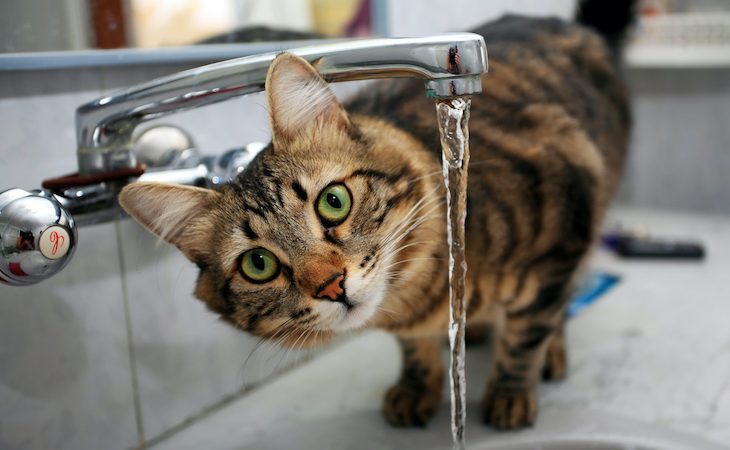 Cat drinking from kitchen tap