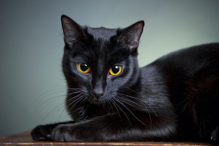 Portrait of black cat with piercing orange eyes