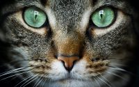 Close up of green cat eyes
