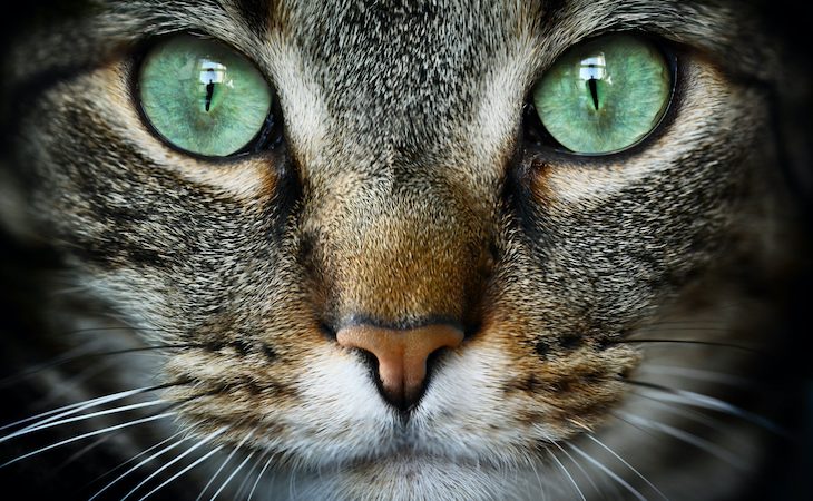 Close up of green cat eyes