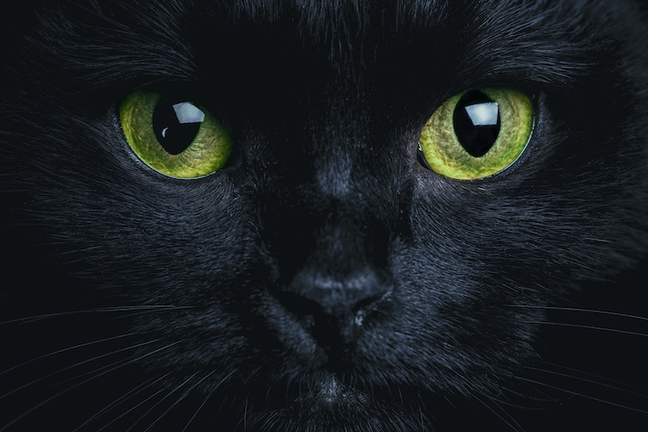 Close up of black cat's yellow eyes