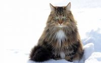 Portrait of a Norwegian forest cat in the snow