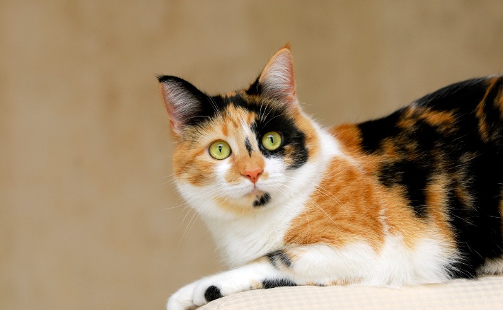 tortoiseshell calico