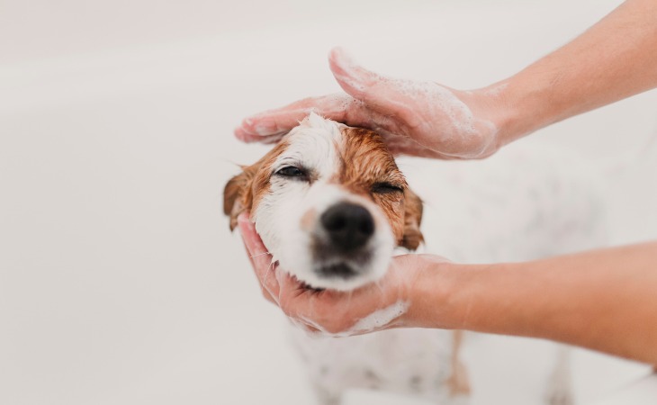 How to wash your dog properly - Letsgetpet