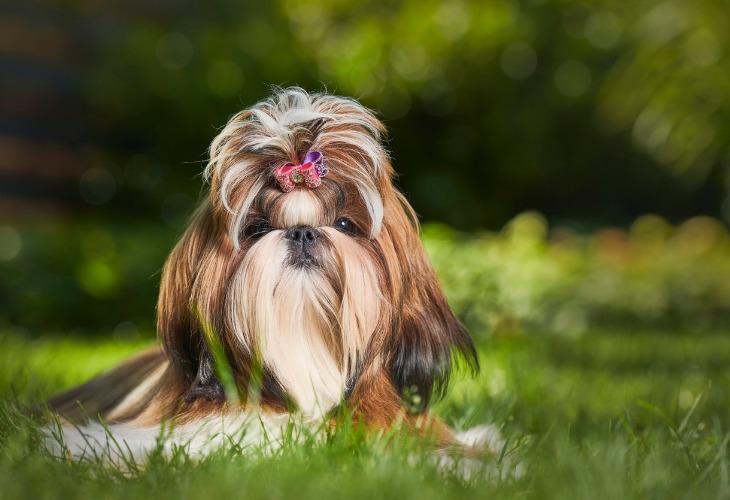 Top 10 hypoallergenic dog breeds - Letsgetpet