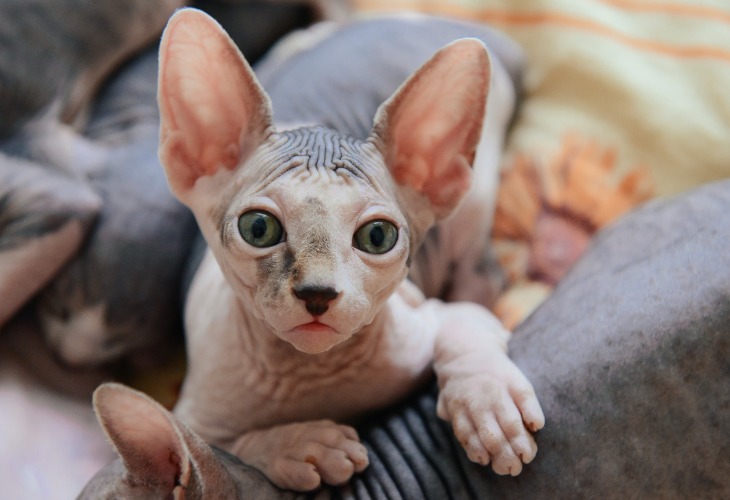 A Sphynx cuddling with other cats.