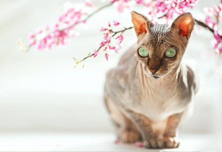 A Sphynx cat under some flower branches.