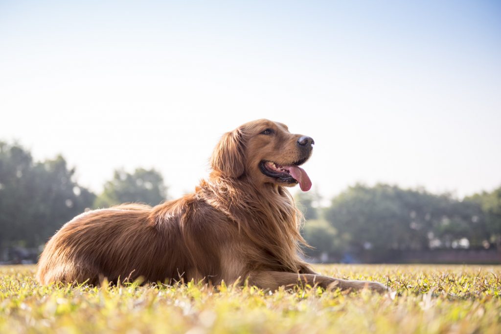 Golden Retriever lying on the grass.