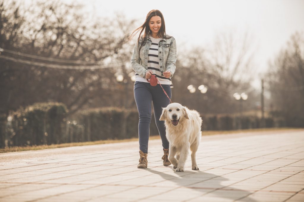 A Golden Retriever on a walk.