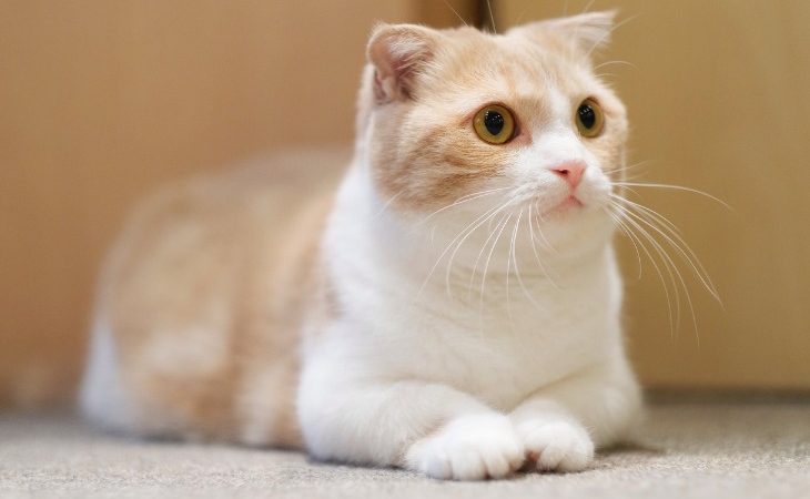 Munchkin Cat Breed: Size, Appearance & Personality