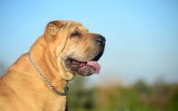 sharpei dog breed cover