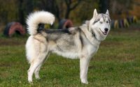 siberian husky dog breed cover