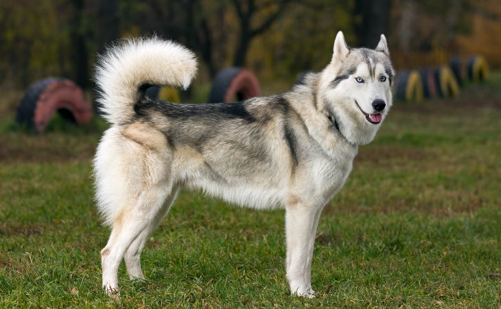 siberian husky dog breed cover