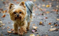 yorkshire terrier dog breed cover