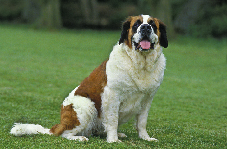 Saint Bernard - Letsgetpet