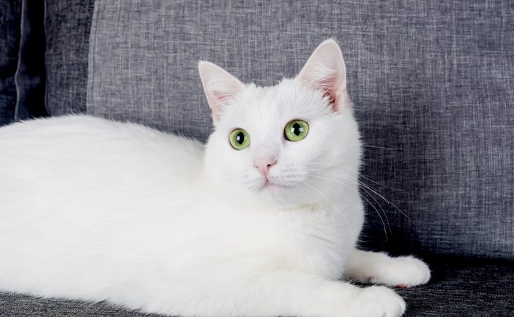 Turkish Angora cat breed