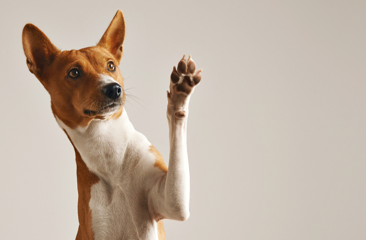 Understanding your dog's body language