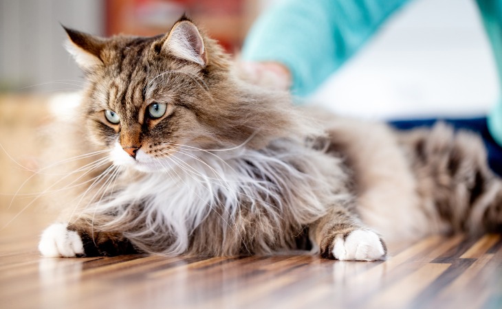 siberian-cat-hypoallergenic