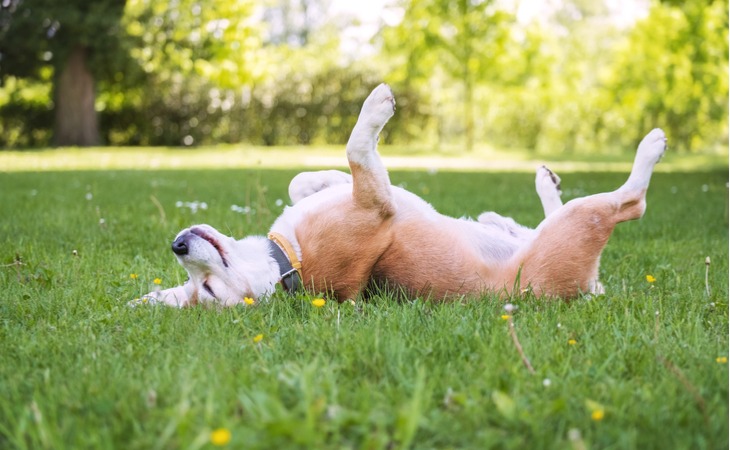 happy-dog-in-the-grass