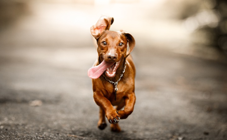 a-happy-dog-that-is-running-mouth-open