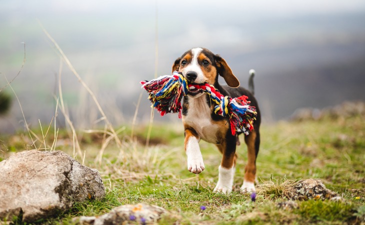 dog-on-a-walk-playing-with-a-toy