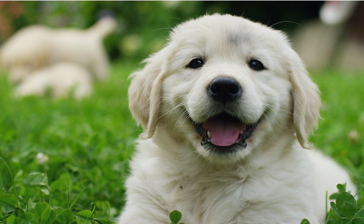 golden-retriever-puppy-1