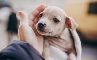 small-puppy-in-the-hands-of-their-human