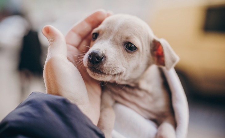 small-puppy-in-the-hands-of-their-human