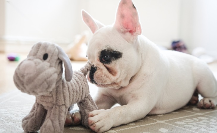 French Bulldog with a stuffed animal toy
