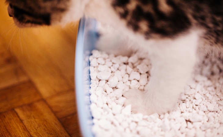 A cat in a litter box.