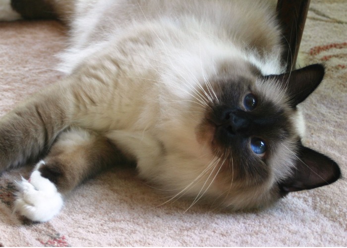 A Birman cat lying down